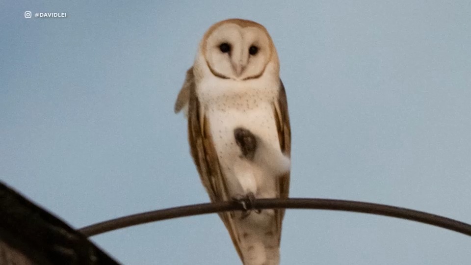 Disruption of rare barn owl nest sparks outrage on Upper West Side
— Peekskill Schools news