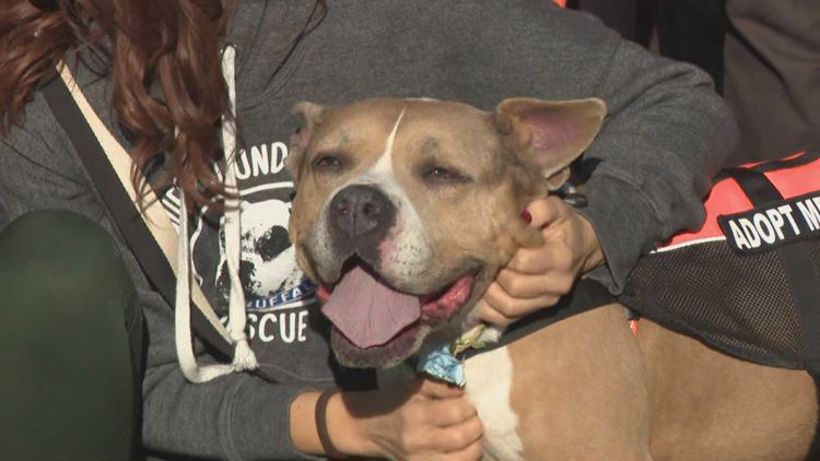 New location announced for City of Buffalo Animal Shelter — Peekskill Community news